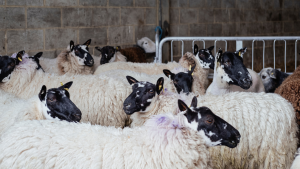 Sheep waiting to be sheared – from 'Rural Croydon' by Ameena Rojee