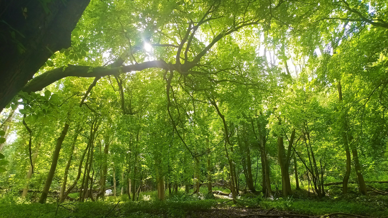 Picture of large trees in a woods